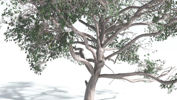 EVERYPlant Portia Tree 4 --14 Models--