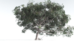 EVERYPlant Portia Tree 4 --14 Models--