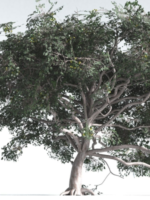 EVERYPlant Portia Tree 4 --14 Models--