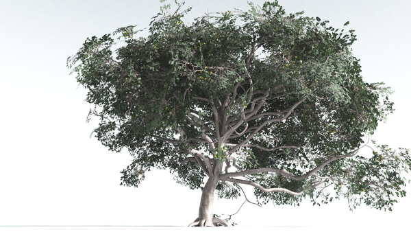 EVERYPlant Portia Tree 4 --14 Models--