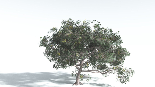 EVERYPlant Portia Tree 4 --14 Models--