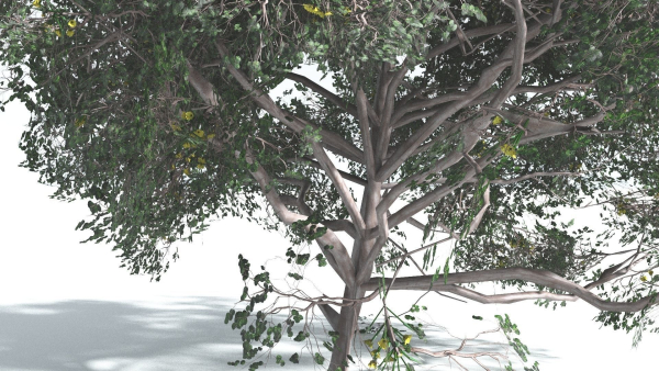 EVERYPlant Portia Tree 4 --14 Models--