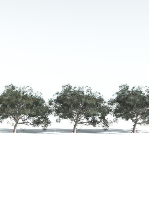 everyplant-portia-tree-4-14-models-3d-model-e1432e67ac
