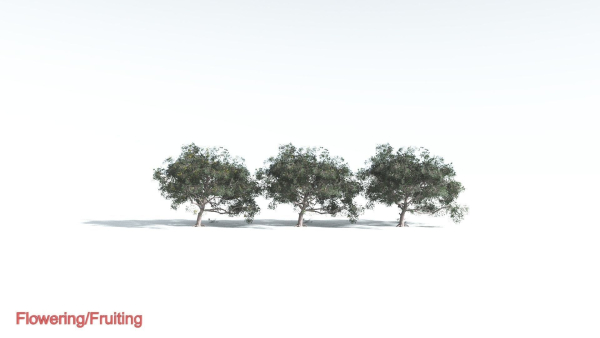 EVERYPlant Portia Tree 4 --14 Models--