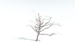 EVERYPlant Portia Tree 4 --14 Models--