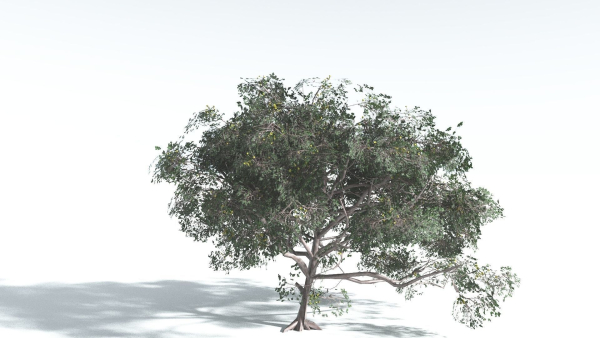 EVERYPlant Portia Tree 4 --14 Models--