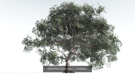 EVERYPlant Portia Tree Bundle --56 Models--