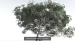 EVERYPlant Portia Tree Bundle --56 Models--