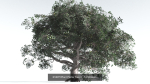EVERYPlant Portia Tree Bundle --56 Models--