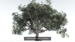 EVERYPlant Portia Tree Bundle --56 Models--