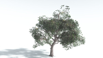 EVERYPlant Portia Tree LowPoly 1 --14 Models--
