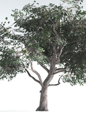 EVERYPlant Portia Tree LowPoly 1 --14 Models--