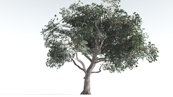 EVERYPlant Portia Tree LowPoly 1 --14 Models--