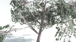 EVERYPlant Portia Tree LowPoly 1 --14 Models--