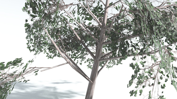 EVERYPlant Portia Tree LowPoly 1 --14 Models--