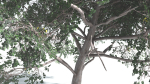 EVERYPlant Portia Tree LowPoly 1 --14 Models--
