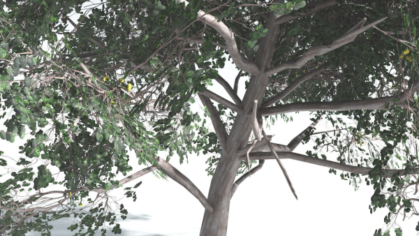 EVERYPlant Portia Tree LowPoly 1 --14 Models--