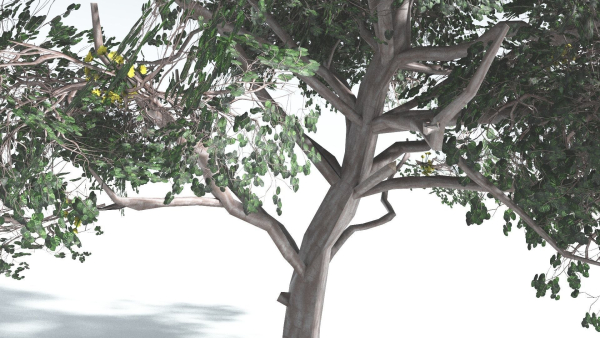 EVERYPlant Portia Tree LowPoly 1 --14 Models--