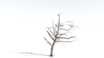 EVERYPlant Portia Tree LowPoly 1 --14 Models--