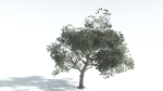 EVERYPlant Portia Tree LowPoly 1 --14 Models--