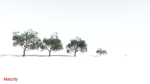 EVERYPlant Portia Tree LowPoly 1 --14 Models--