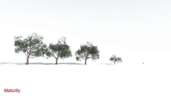 EVERYPlant Portia Tree LowPoly 1 --14 Models--