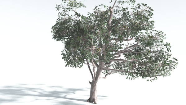 EVERYPlant Portia Tree LowPoly 1 --14 Models--