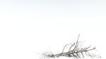 EVERYPlant Portia Tree LowPoly 1 --14 Models--