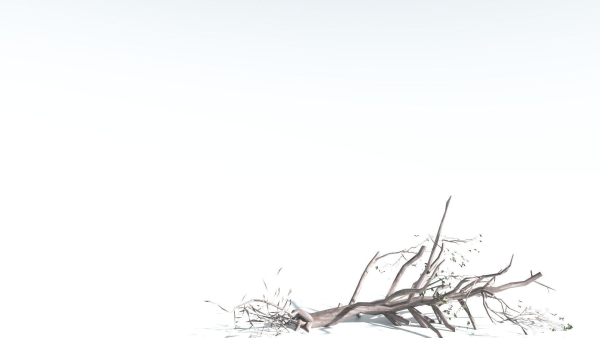 EVERYPlant Portia Tree LowPoly 1 --14 Models--