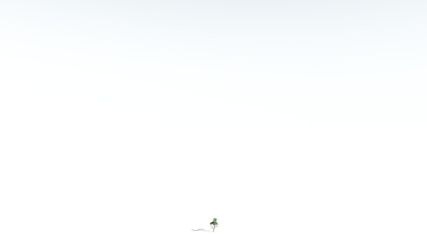 EVERYPlant Portia Tree LowPoly 1 --14 Models--