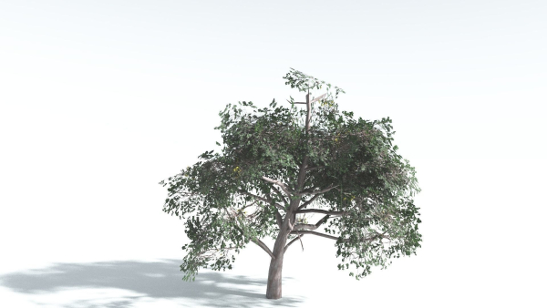 EVERYPlant Portia Tree LowPoly 1 --14 Models--