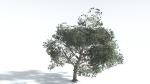 EVERYPlant Portia Tree LowPoly 1 --14 Models--
