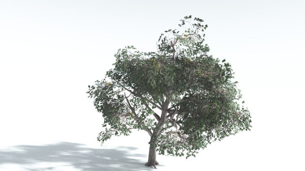 EVERYPlant Portia Tree LowPoly 1 --14 Models--