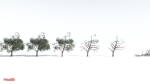 EVERYPlant Portia Tree LowPoly 1 --14 Models--
