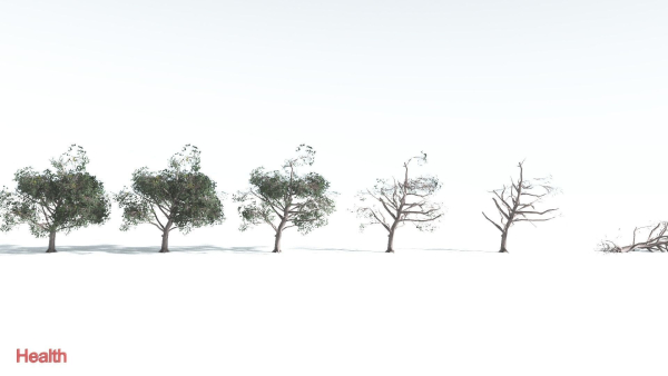 EVERYPlant Portia Tree LowPoly 1 --14 Models--