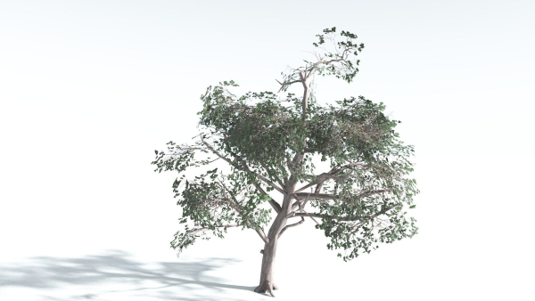 EVERYPlant Portia Tree LowPoly 1 --14 Models--