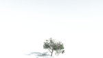 EVERYPlant Portia Tree LowPoly 1 --14 Models--