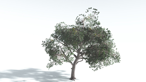 EVERYPlant Portia Tree LowPoly 1 --14 Models--