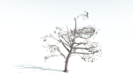 EVERYPlant Portia Tree LowPoly 1 --14 Models--