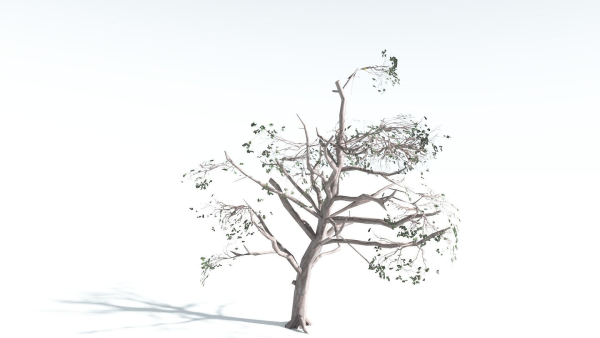 EVERYPlant Portia Tree LowPoly 1 --14 Models--