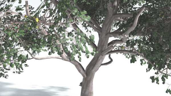 EVERYPlant Portia Tree LowPoly 1 --14 Models--