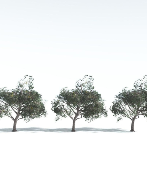 everyplant-portia-tree-lowpoly-1-14-models-3d-model-d75c508fe4
