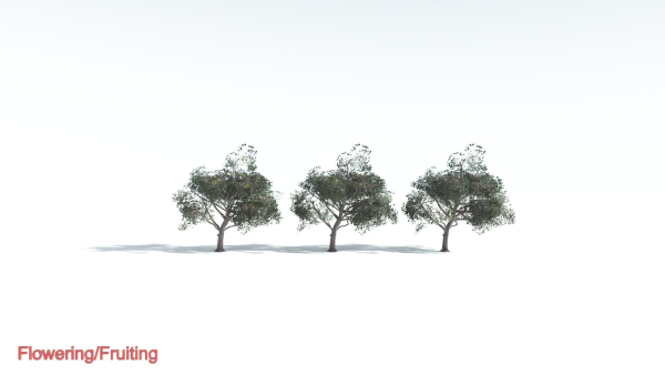 EVERYPlant Portia Tree LowPoly 1 --14 Models--