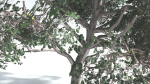 EVERYPlant Portia Tree LowPoly 1 --14 Models--