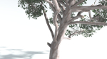 EVERYPlant Portia Tree LowPoly 1 --14 Models--