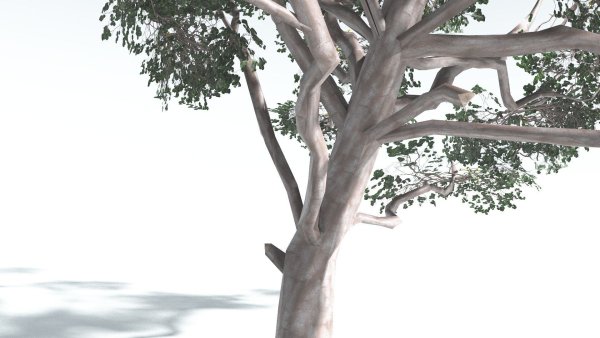 EVERYPlant Portia Tree LowPoly 1 --14 Models--