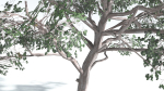 EVERYPlant Portia Tree LowPoly 1 --14 Models--
