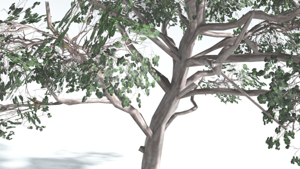 EVERYPlant Portia Tree LowPoly 1 --14 Models--