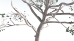 EVERYPlant Portia Tree LowPoly 1 --14 Models--