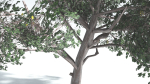 EVERYPlant Portia Tree LowPoly 1 --14 Models--